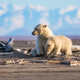 Illustration for article titled Heartbreaking Photos Of Polar Bears Who Will Die Before The Next ‘Metroid Prime’ If Nintendo Doesn’t Get Their Shit Together